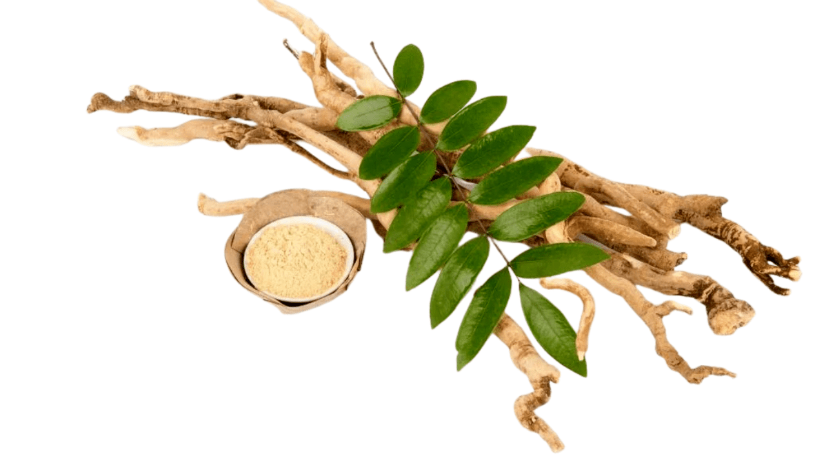 Long-leaved eurycoma root - Man Plus composition